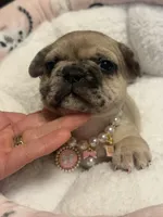 Lola , a female French Bulldog for sale in Beech Bluff, TN – Photo 7 of 8