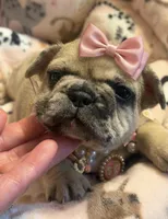 Lola , a female French Bulldog for sale in Beech Bluff, TN – Photo 5 of 8