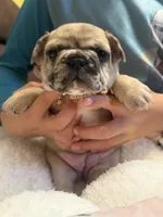Lola , a female French Bulldog for sale in Beech Bluff, TN – Photo 8 of 8