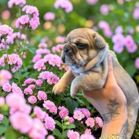 Lola , a female French Bulldog for sale in Beech Bluff, TN – Photo 6 of 8
