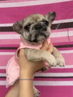 Lola , a female French Bulldog for sale in Beech Bluff, TN – Photo 8 of 8