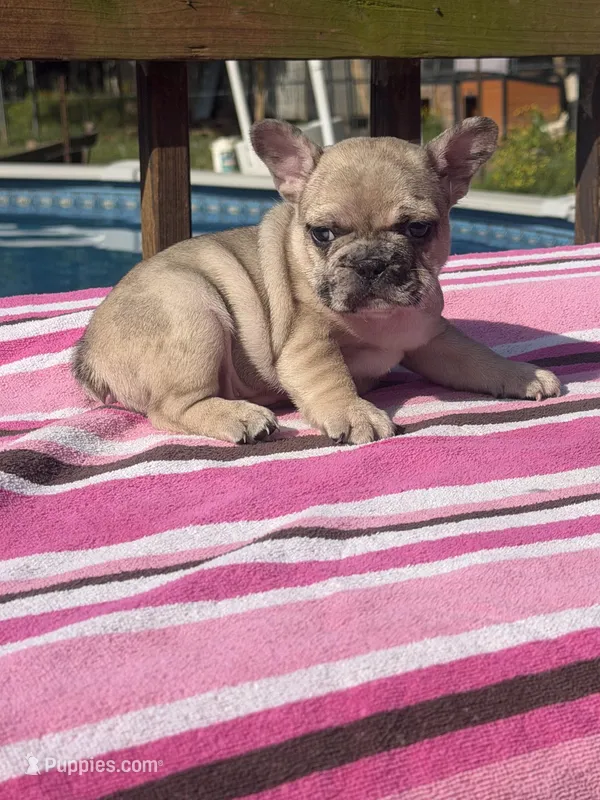 Lola  – French Bulldog puppy for sale in Beech Bluff, TN