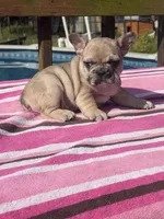 Lola , a female French Bulldog for sale in Beech Bluff, TN – 7 of 10