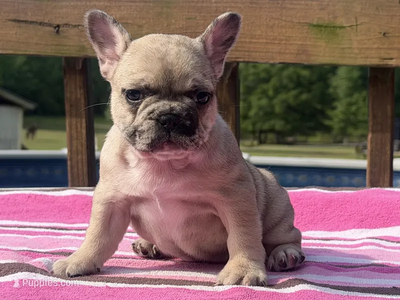 Lola  – French Bulldog puppy for sale in Beech Bluff, TN