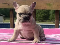 Lola , a female French Bulldog for sale in Beech Bluff, TN – 8 of 10