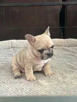 Lola , a female French Bulldog for sale in Beech Bluff, TN – 10 of 10
