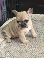 Lola , a female French Bulldog for sale in Beech Bluff, TN – Photo 6 of 8