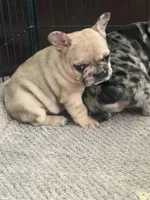 Lola , a female French Bulldog for sale in Beech Bluff, TN – Photo 5 of 8