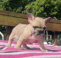 Lola , a female French Bulldog for sale in Beech Bluff, TN – 9 of 10
