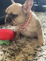 Lola , a female French Bulldog for sale in Beech Bluff, TN – 6 of 10