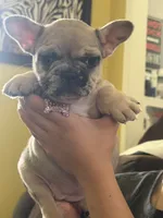 Lola , a female French Bulldog for sale in Beech Bluff, TN – 4 of 10