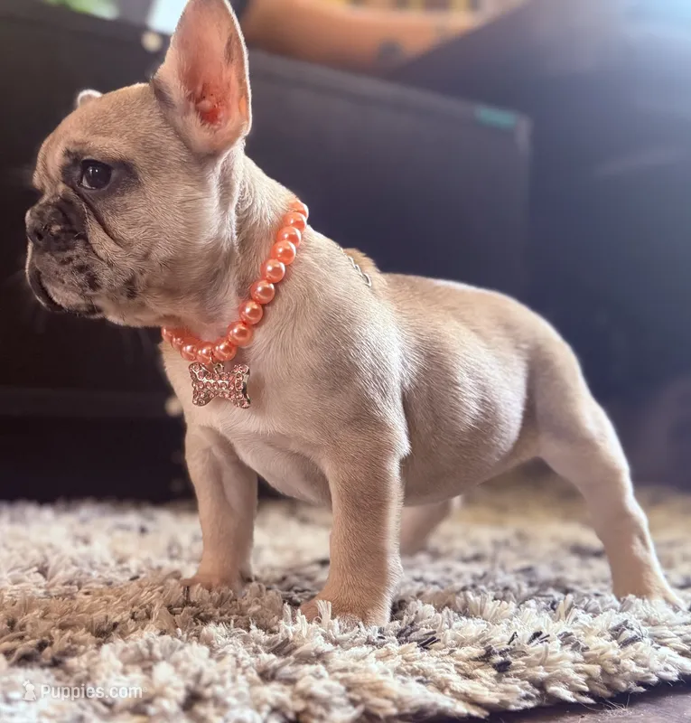 Lola  – French Bulldog puppy for sale in Beech Bluff, TN