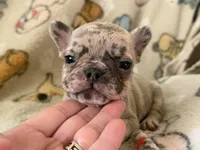 Lily, a female French Bulldog for sale in Beech Bluff, TN – 4 of 5