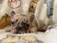 Lily, a female French Bulldog for sale in Beech Bluff, TN – 5 of 5