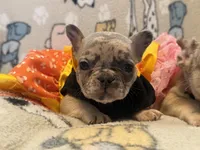 Lily, a female French Bulldog for sale in Beech Bluff, TN – 2 of 5