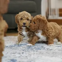 Lulu, a female Goldendoodle and Miniature Goldendoodle for sale in Two Harbors, MN – Photo 2 of 4