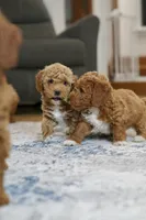 Lulu, a female Goldendoodle and Miniature Goldendoodle for sale in Two Harbors, MN – Photo 2 of 4