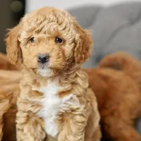 Lulu, a female Goldendoodle and Miniature Goldendoodle for sale in Two Harbors, MN – Photo 3 of 4