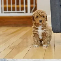 Lulu, a female Goldendoodle and Miniature Goldendoodle for sale in Two Harbors, MN – Photo 1 of 4