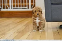 Lulu, a female Goldendoodle and Miniature Goldendoodle for sale in Two Harbors, MN – Photo 1 of 4