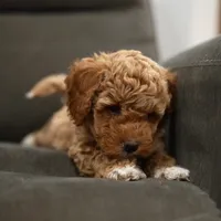 Lulu, a female Goldendoodle and Miniature Goldendoodle for sale in Two Harbors, MN – Photo 4 of 4