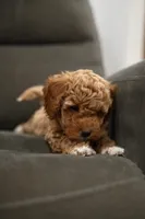 Lulu, a female Goldendoodle and Miniature Goldendoodle for sale in Two Harbors, MN – Photo 4 of 4