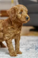 Molly, a female Goldendoodle and Miniature Goldendoodle for sale in Two Harbors, MN – Photo 3 of 5