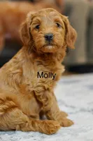 Molly, a female Goldendoodle and Miniature Goldendoodle for sale in Two Harbors, MN – Photo 2 of 5