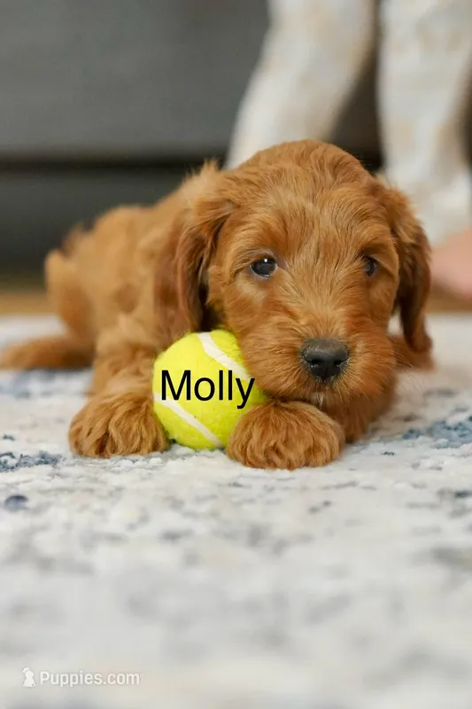 Molly