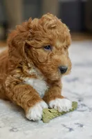 Max, a male Goldendoodle and Miniature Goldendoodle for sale in Two Harbors, MN – Photo 4 of 4