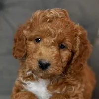 Max, a male Goldendoodle and Miniature Goldendoodle for sale in Two Harbors, MN – Photo 4 of 5