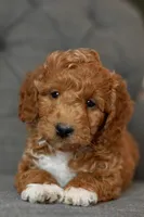 Max, a male Goldendoodle and Miniature Goldendoodle for sale in Two Harbors, MN – Photo 1 of 4