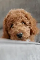 Max, a male Goldendoodle and Miniature Goldendoodle for sale in Two Harbors, MN – Photo 1 of 5
