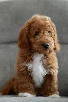 Max, a male Goldendoodle and Miniature Goldendoodle for sale in Two Harbors, MN – Photo 3 of 5