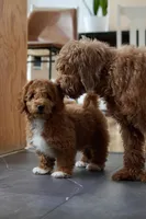 Max, a male Goldendoodle and Miniature Goldendoodle for sale in Two Harbors, MN – Photo 2 of 5