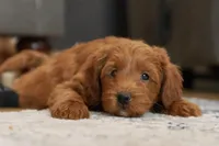 Avery , a male Goldendoodle and Miniature Goldendoodle for sale in Two Harbors, MN – Photo 1 of 4