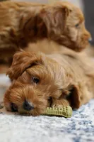 Avery , a male Goldendoodle and Miniature Goldendoodle for sale in Two Harbors, MN – Photo 4 of 4
