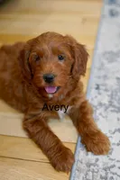Avery , a male Goldendoodle and Miniature Goldendoodle for sale in Two Harbors, MN – Photo 2 of 4