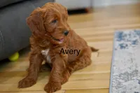 Avery , a male Goldendoodle and Miniature Goldendoodle for sale in Two Harbors, MN – Photo 3 of 4