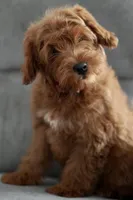 Marlin, a male Goldendoodle and Miniature Goldendoodle for sale in Two Harbors, MN – Photo 1 of 7