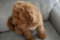 Marlin, a male Goldendoodle and Miniature Goldendoodle for sale in Two Harbors, MN – Photo 4 of 7