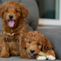 Marlin, a male Goldendoodle and Miniature Goldendoodle for sale in Two Harbors, MN – Photo 6 of 7