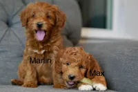 Marlin, a male Goldendoodle and Miniature Goldendoodle for sale in Two Harbors, MN – Photo 2 of 3