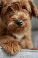 Marlin, a male Goldendoodle and Miniature Goldendoodle for sale in Two Harbors, MN – Photo 2 of 7