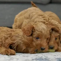 Marlin, a male Goldendoodle and Miniature Goldendoodle for sale in Two Harbors, MN – Photo 7 of 7