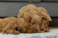 Marlin, a male Goldendoodle and Miniature Goldendoodle for sale in Two Harbors, MN – Photo 3 of 3