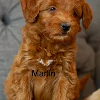 Marlin, a male Goldendoodle and Miniature Goldendoodle for sale in Two Harbors, MN – Photo 5 of 7
