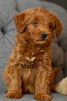 Marlin, a male Goldendoodle and Miniature Goldendoodle for sale in Two Harbors, MN – Photo 1 of 3