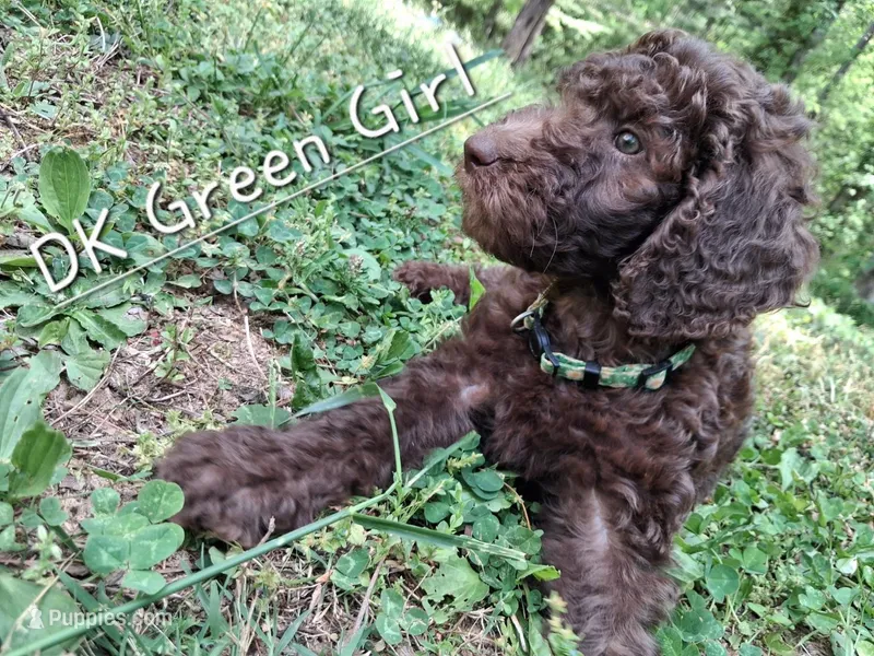 Dk Green – Labradoodle puppy for sale in Tellico Plains, TN