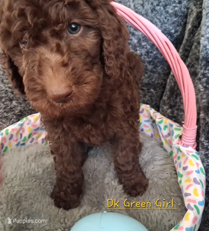 Dk Green – Labradoodle puppy for sale in Tellico Plains, TN